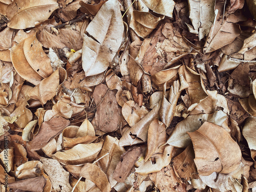 The remains of dried leaves that are naturally piled up