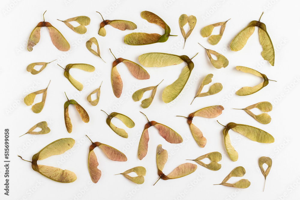 Autumn background from maple seeds. Flat lay. Autumn background from maple seeds. Flat lay.