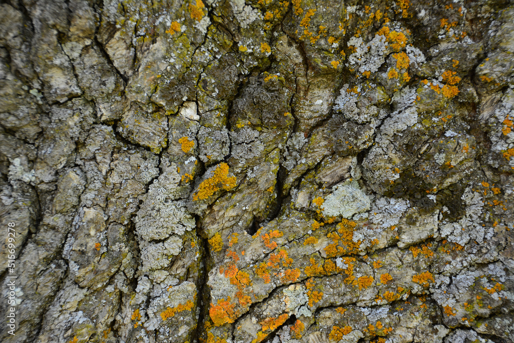 gray tree bark with parts of yellow moss, close-up gray tree bark with parts of yellow moss, close-up
