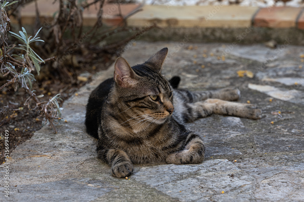 cat is chilling in the shadow on a hot summer day in the town of cat is chilling in the shadow on a hot summer day in the town of
