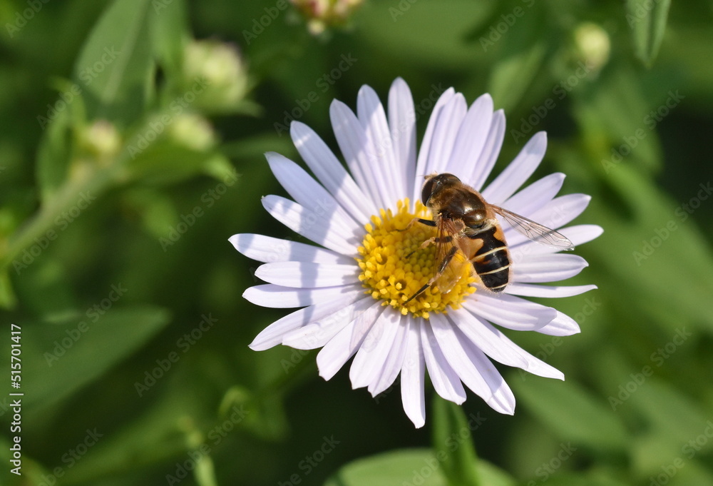 Biene auf einem Einjährigen Berufskraut Biene auf einem Einjährigen Berufskraut