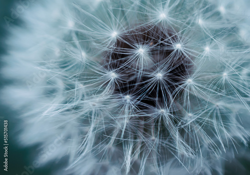 faded blue dandelion flower with seeds. background