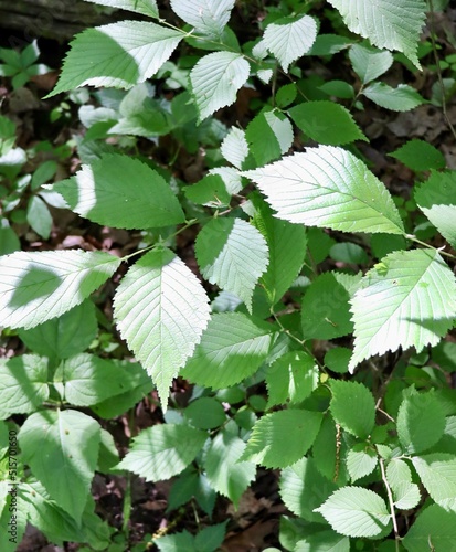 A close view of the green summer leaves on the branch.