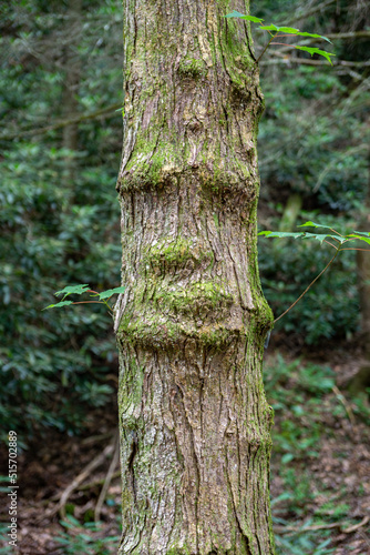 Face in the bark of a tree