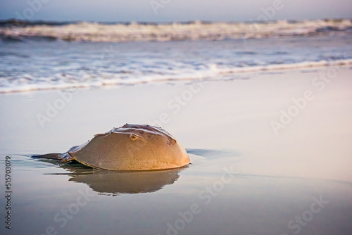 Photography Horseshoe Crab on a beach.