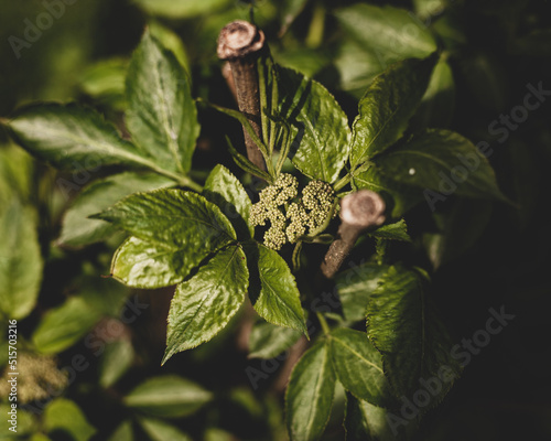 Wallpaper Mural Roślina Torontodigital.ca