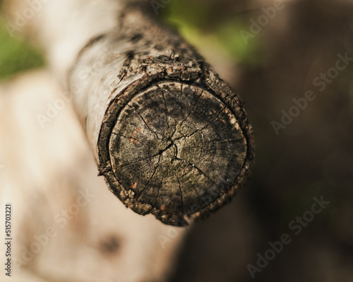 Wallpaper Mural Drewno Torontodigital.ca