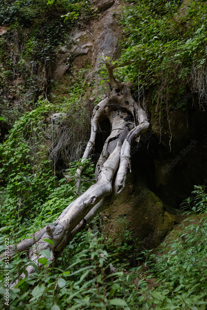 Fototapeta premium tree trunk looking as a person lying in the woods resting