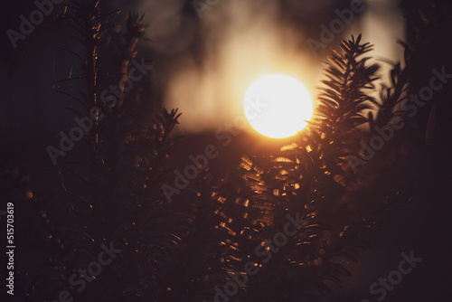 Wallpaper Mural Zachód Torontodigital.ca