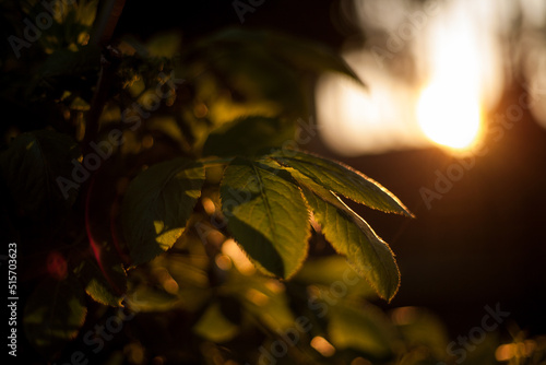 Wallpaper Mural Zachód Torontodigital.ca