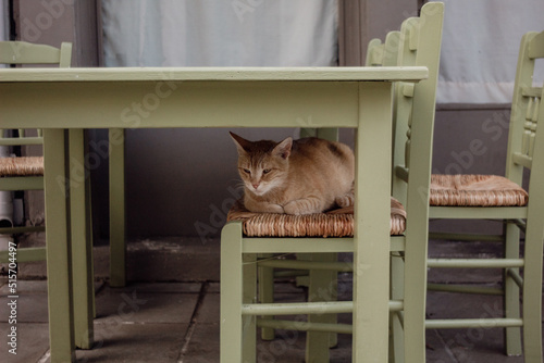 cat hiding under the retro vintage table of a restaurant in the streets of lefkas town in greece during summer vacation