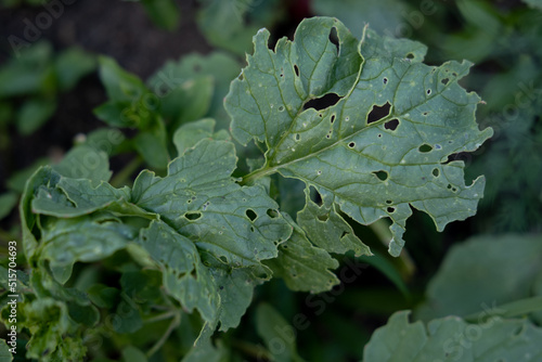 Cabbage leaf damaged by caterpillar pests. Insects ate leaves selective focus.