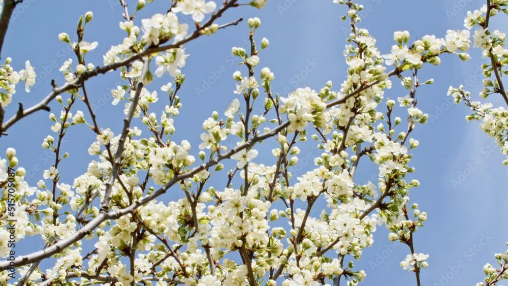 Video of the blossoming of white petals of on a cherry tree close up. Sunlight and shadow on spring flowers. Macro shoot. High quality 4k footage Video of the blossoming of white petals of on a cherry tree close up. Sunlight and shadow on spring flowers. Macro shoot. High quality 4k footage