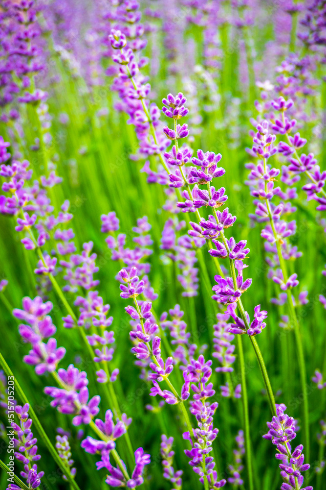 Obraz premium Lavender flowers. Bunch of scented flowers in the lavanda fields 
