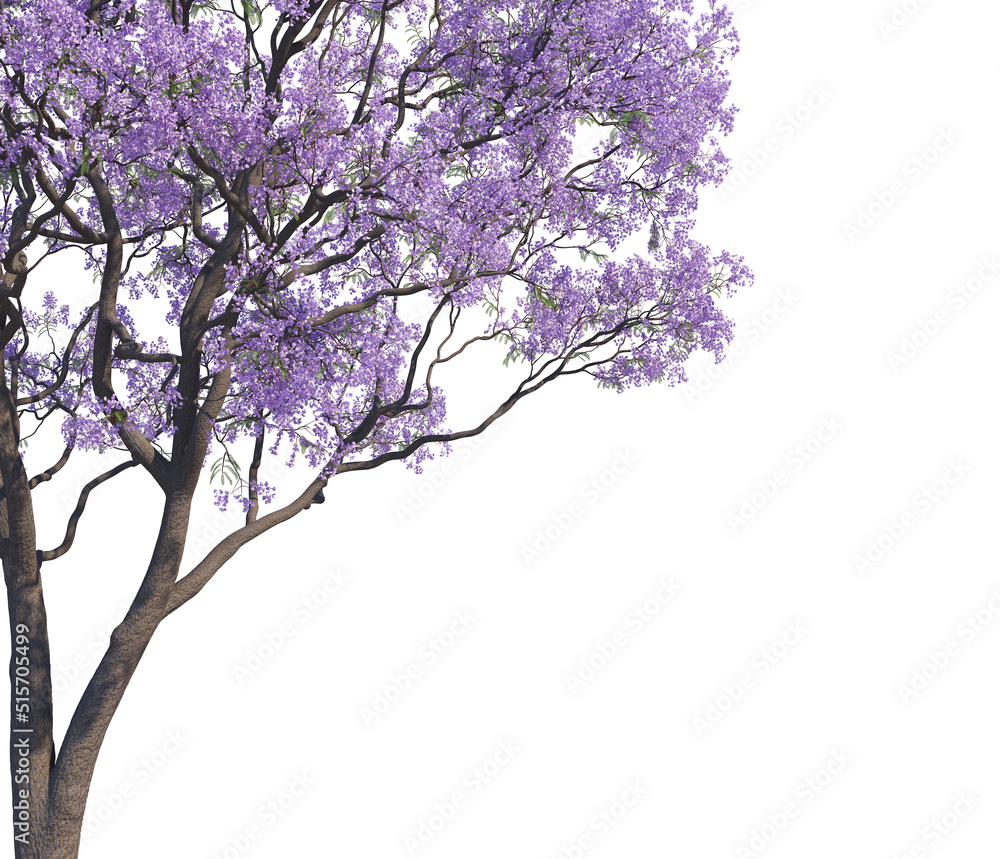 Fototapeta premium Tree Branches White background