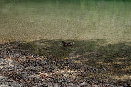 duck swimming at the crystal clear water of a lake in austria mountains