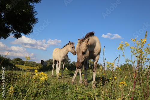 Two young konik horses  foals