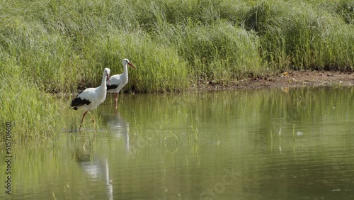 Two storks are resting in the water among the grasses of the water reservoir. Tall grass in the background.