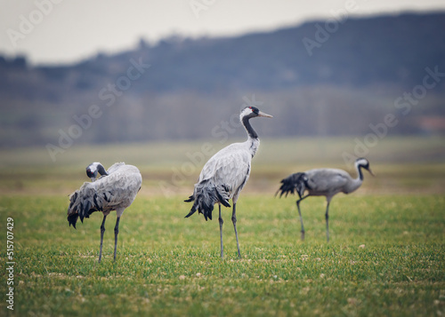 Cranes in Gallocanta lagoon