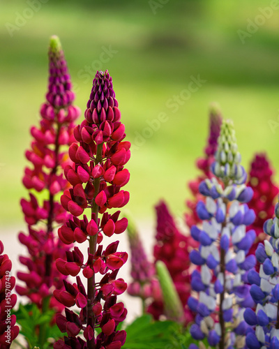 Blooming lupine flower. Lupinus, lupin, lupine.Bunch of lupines summer flower background