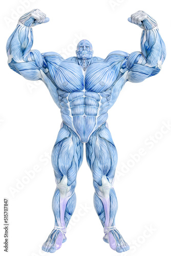 muscle maps of a strong man posing