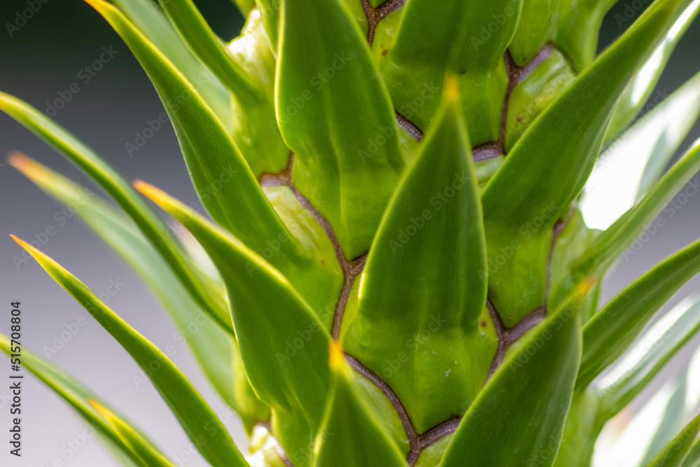 Obraz premium Green thorny leaves of araucaria araucana or monkey tail tree with sharp needle-like leaves and spikes of exotic plant in the wilderness of patagonia shows symmetric shape details of the green leaves