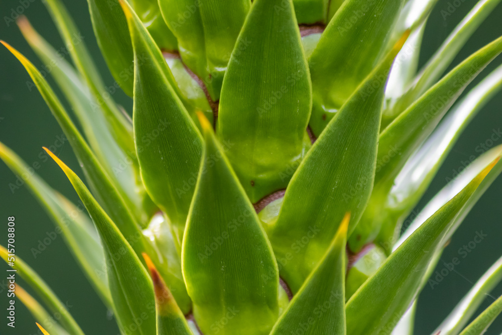 Fototapeta premium Green thorny leaves of araucaria araucana or monkey tail tree with sharp needle-like leaves and spikes of exotic plant in the wilderness of patagonia shows symmetric shape details of the green leaves