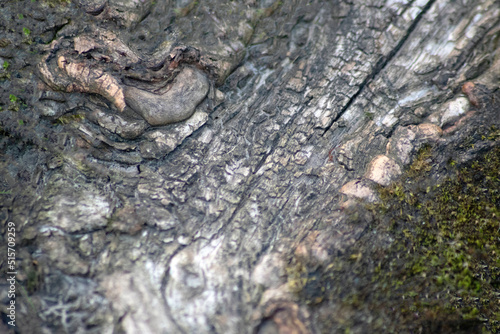 Tree bark macro with fine natural structures and rough tree bark as natural and ecological background shows a beautiful wooden structure with scars and protection as habitat for little insects