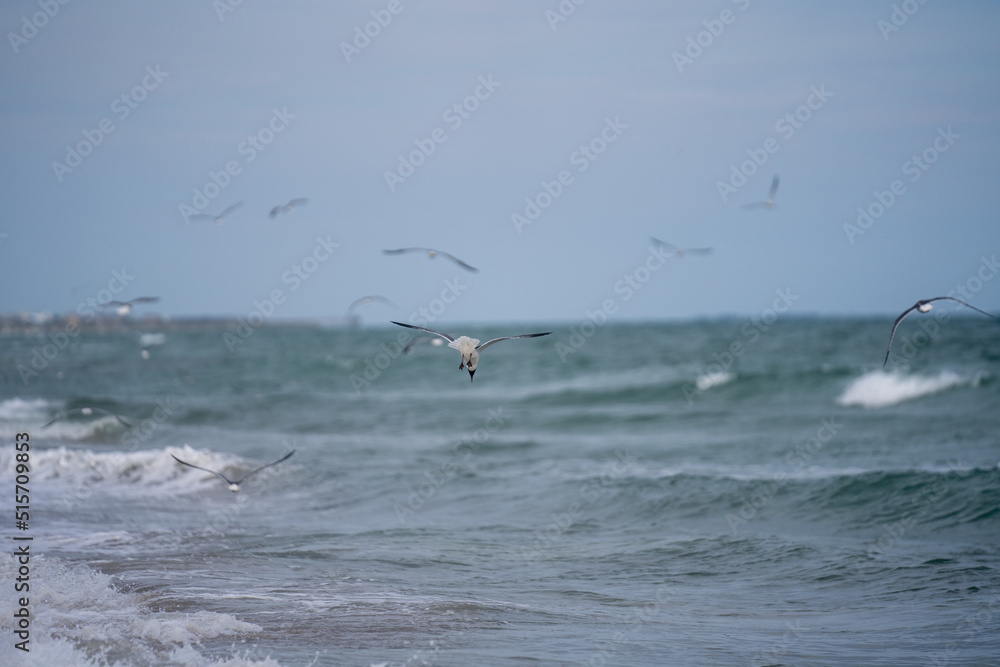 seagulls on the beach fishing 
