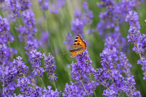 butterfly sits on lavender flower