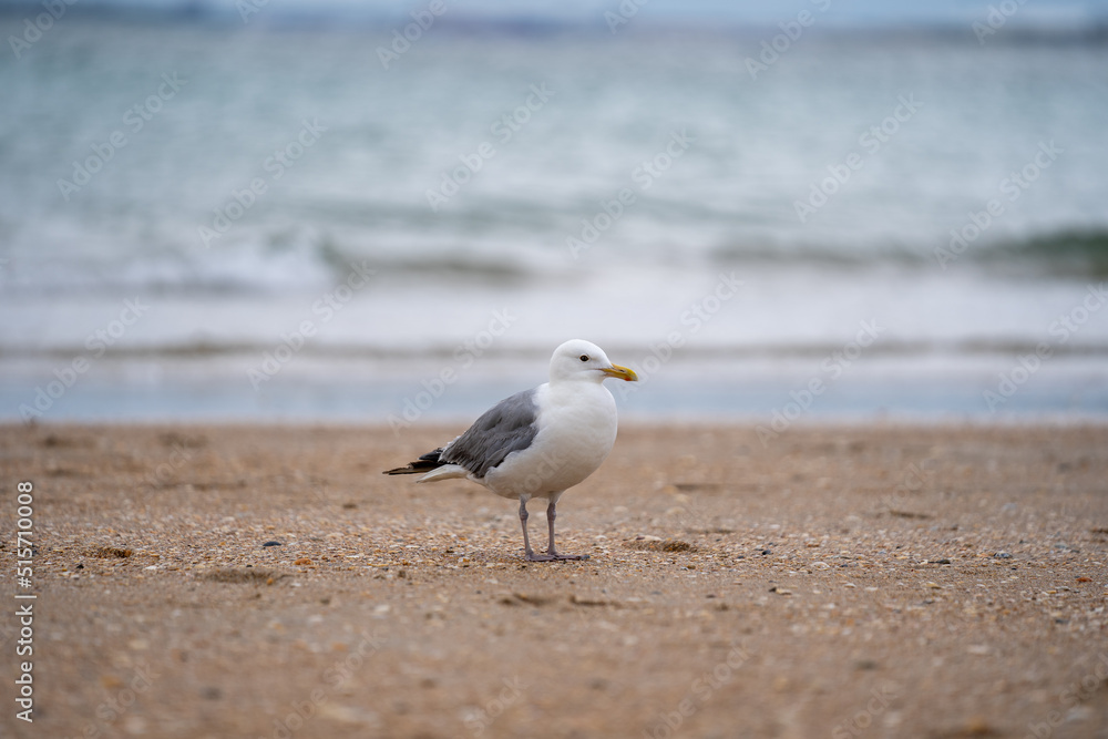 seagull on the beach seagull on the beach
