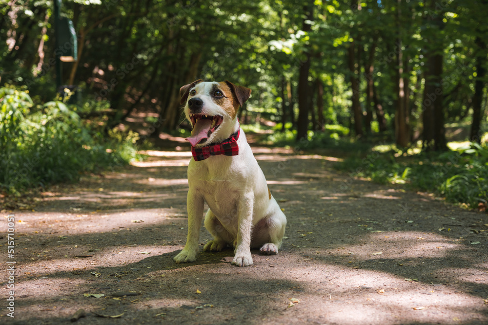 white and brown jack russell terrier dog walking outside in the park, selective focus