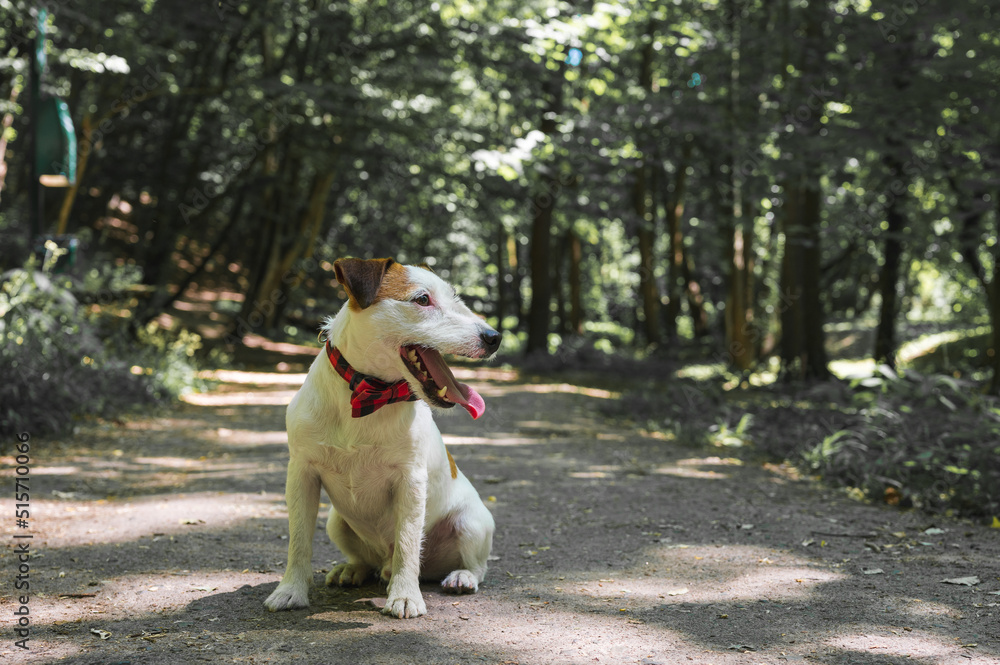 a white-brown dog of the Jack Russell terrier breed walks outdoors in the park