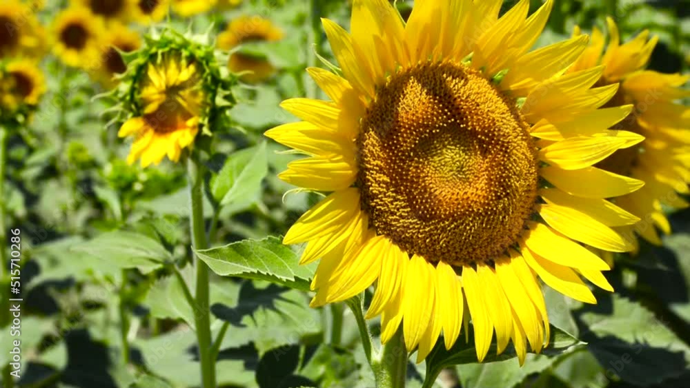 General view from the sunflower field. flowers swaying in the wind General view from the sunflower field. flowers swaying in the wind