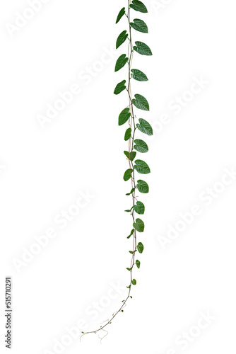 Papier peint Green leaves Javanese treebine or Grape ivy (Cissus spp