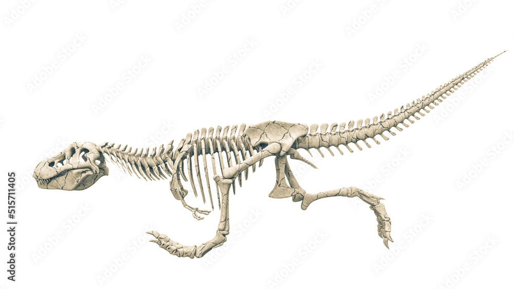 Naklejka premium tyrannosaur skeleton fast run side view