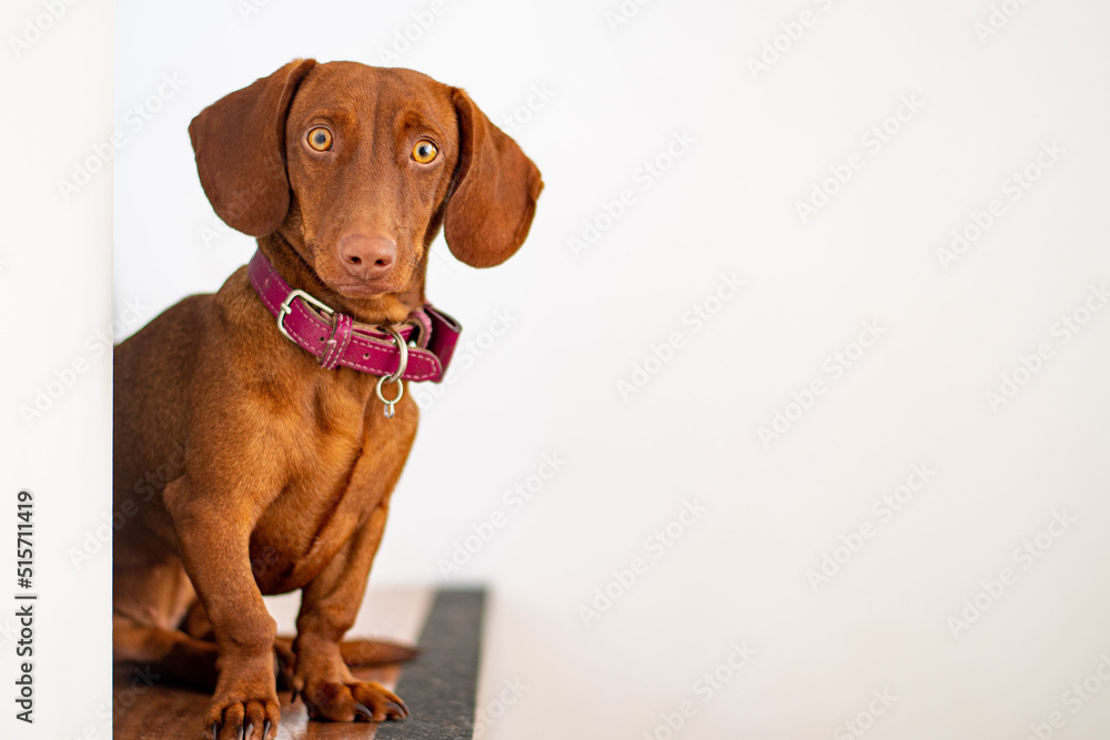 Dachshund dog, brown color, 9 months old, on a white background Dachshund dog, brown color, 9 months old, on a white background