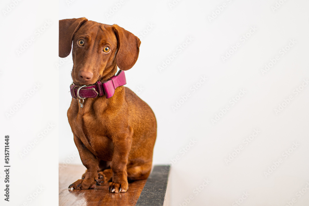 Dachshund dog, brown color, 9 months old, on a white background