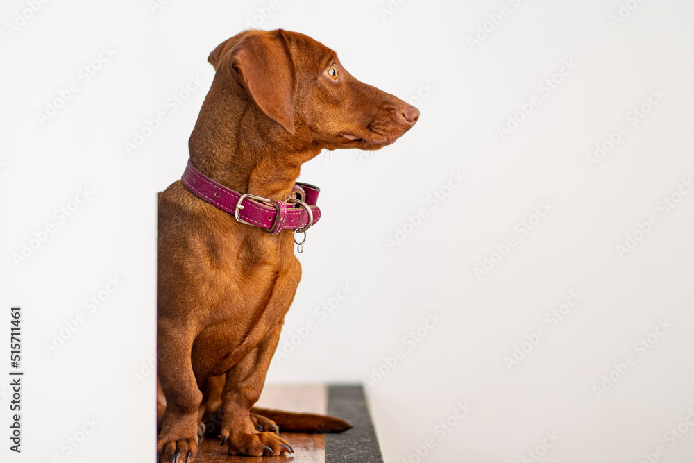 Dachshund dog, brown color, 9 months old, on a white background Dachshund dog, brown color, 9 months old, on a white background