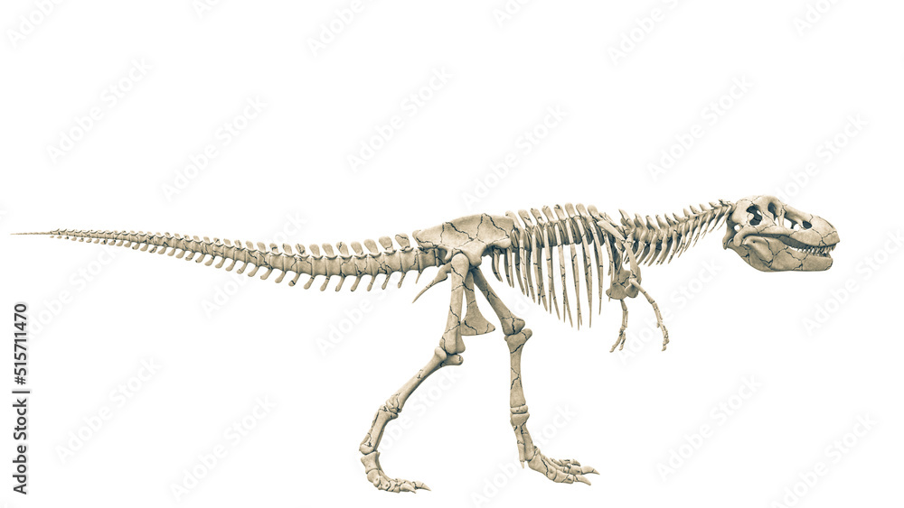tyrannosaur skeleton pose three - obrazy, fototapety, plakaty 