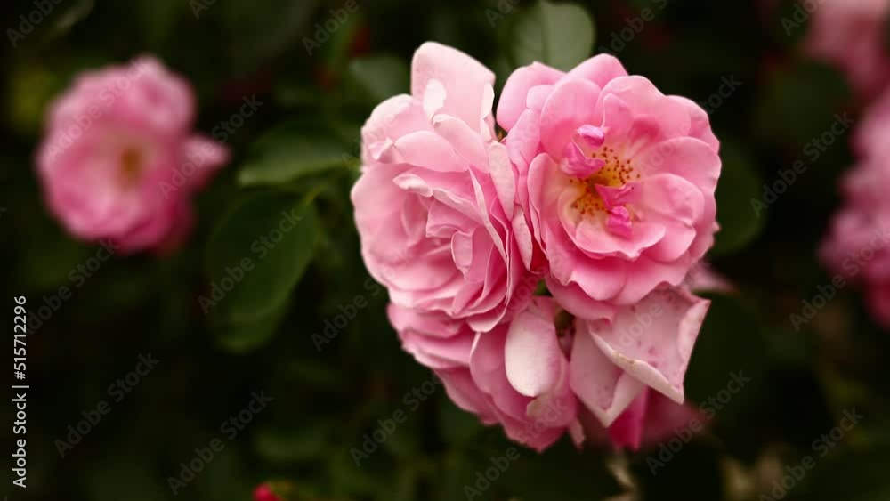 Beautiful blooming bush of pink roses summer close up. Delicate pale pink roses in rose garden. Gardening concept. end of flowering. Beautiful blooming bush of pink roses summer close up. Delicate pale pink roses in rose garden. Gardening concept. end of flowering.