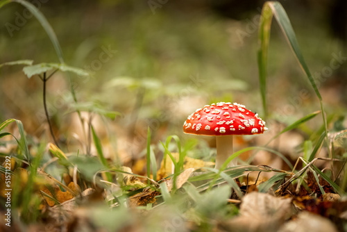 Fly agaric toxic mushroom grows in grass in forest