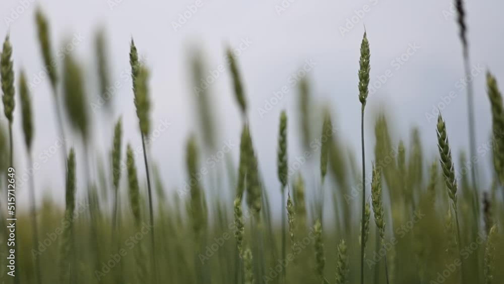 slow motion video of young green ears of wheat gloomy weather. Wheat field grows for bread. Traditional farming. Ripening ears of meadow wheat field. Beautiful Nature, Rural Scenery slow motion video of young green ears of wheat gloomy weather. Wheat field grows for bread. Traditional farming. Ripening ears of meadow wheat field. Beautiful Nature, Rural Scenery