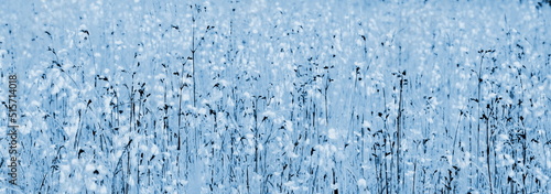 Blumenwiese in Blau und Weiß, abstrakt für Cover, Banner und als Hintergrund © Zeitgugga6897