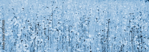 Blumenwiese in Blau und Weiß, abstrakt für Cover, Banner und als Hintergrund