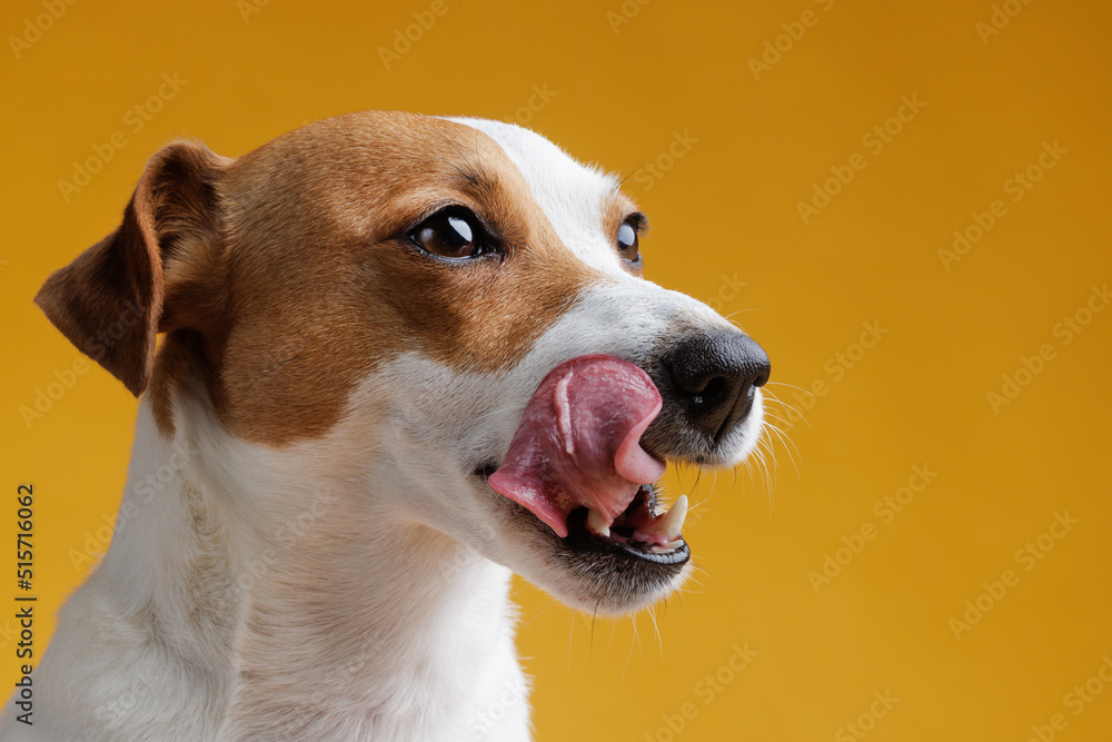 dog licking on pure blue background dog licking on pure blue background