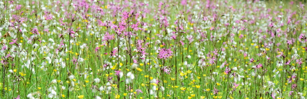 Wildblumenwiese, Hintergrund, Banner und Textur Wildblumenwiese, Hintergrund, Banner und Textur