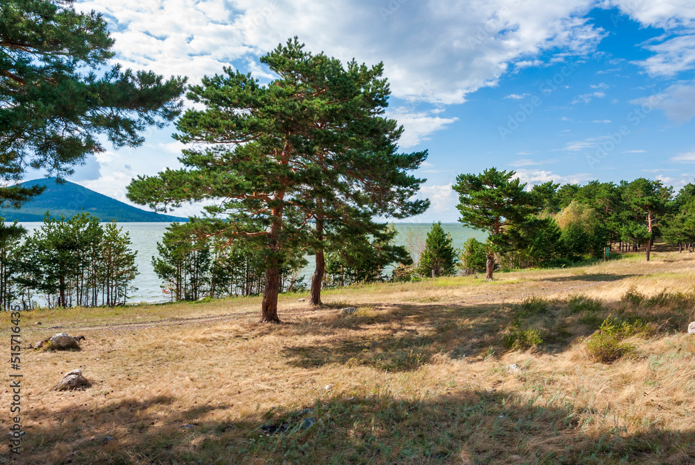Fototapeta premium tree in region country