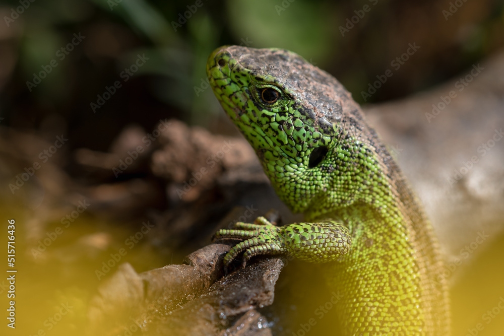 Fototapeta premium Eidechse sitzt auf einem Stück Holz