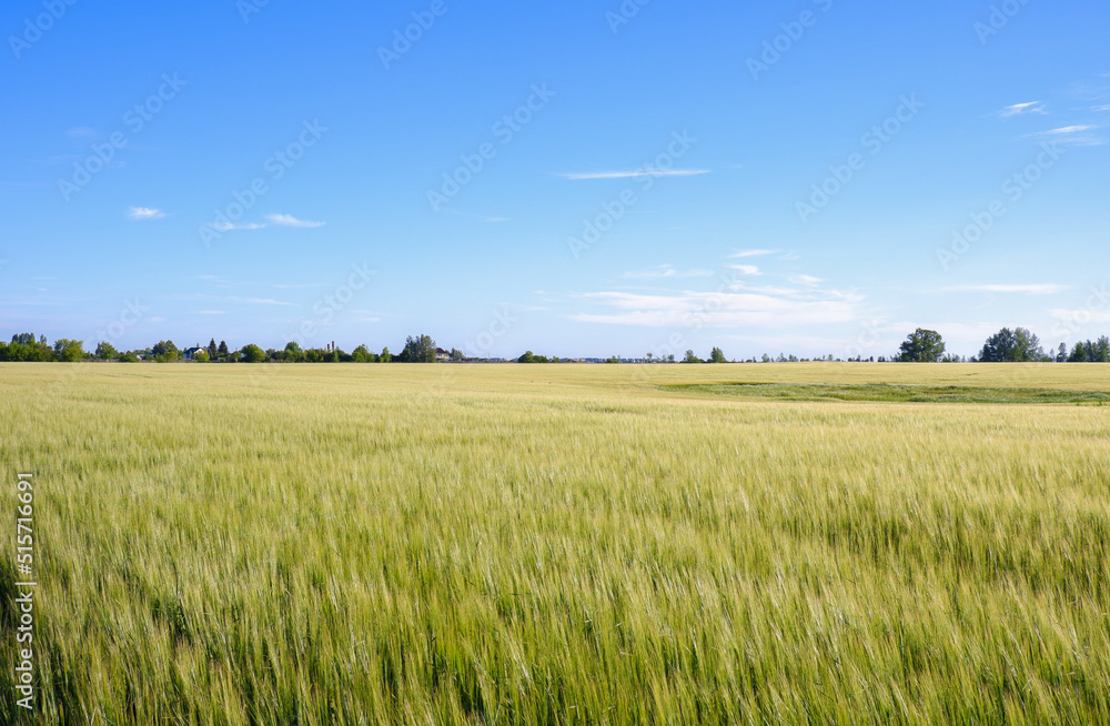 Rural landscape with wheat field, blue sky and village houses in the distance.
